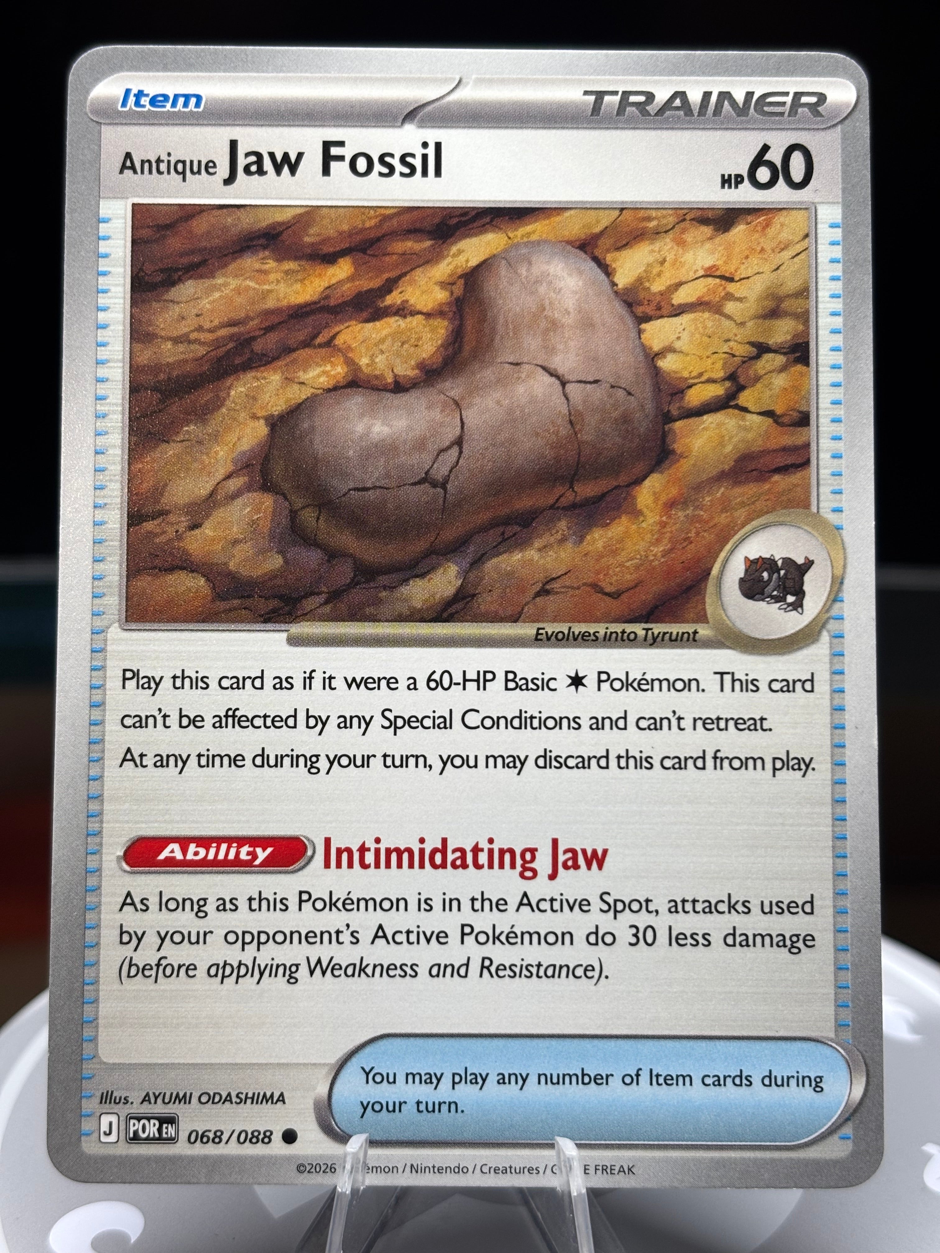 Antique Jaw Fossil 068/088 Perfect Order